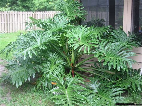 Philodendron Selloum Care .